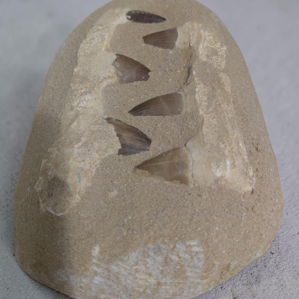 Mosasaurus Gebiss versteinert