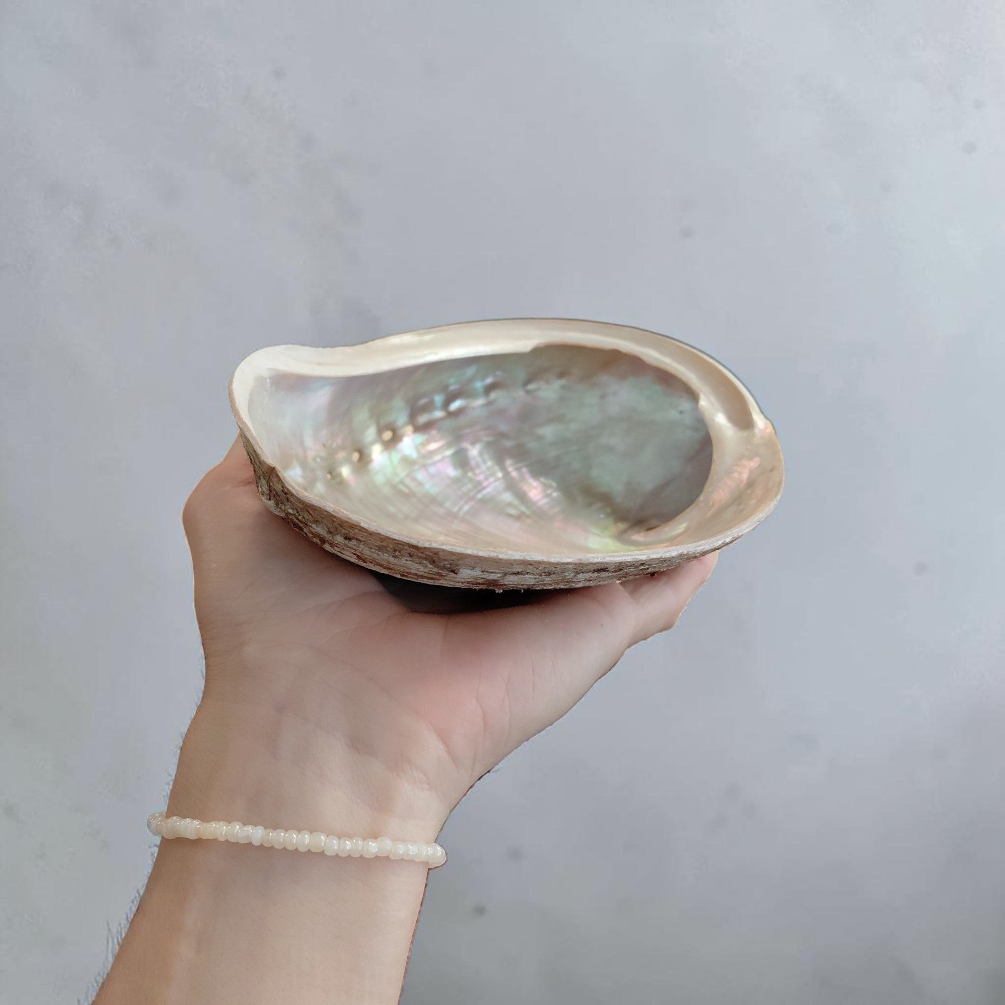Paua Muschel