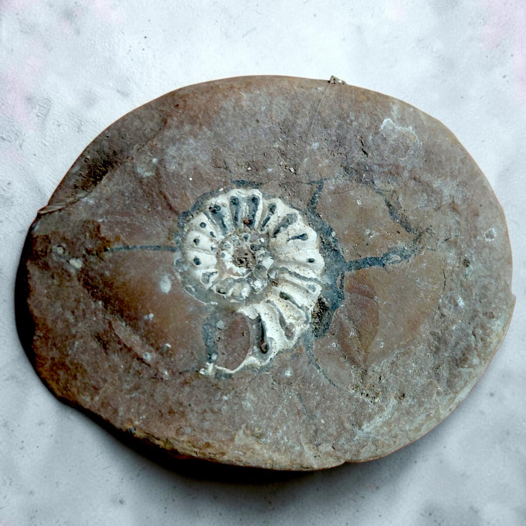 Ammonit auf Naturgestein aus Nürnberg
