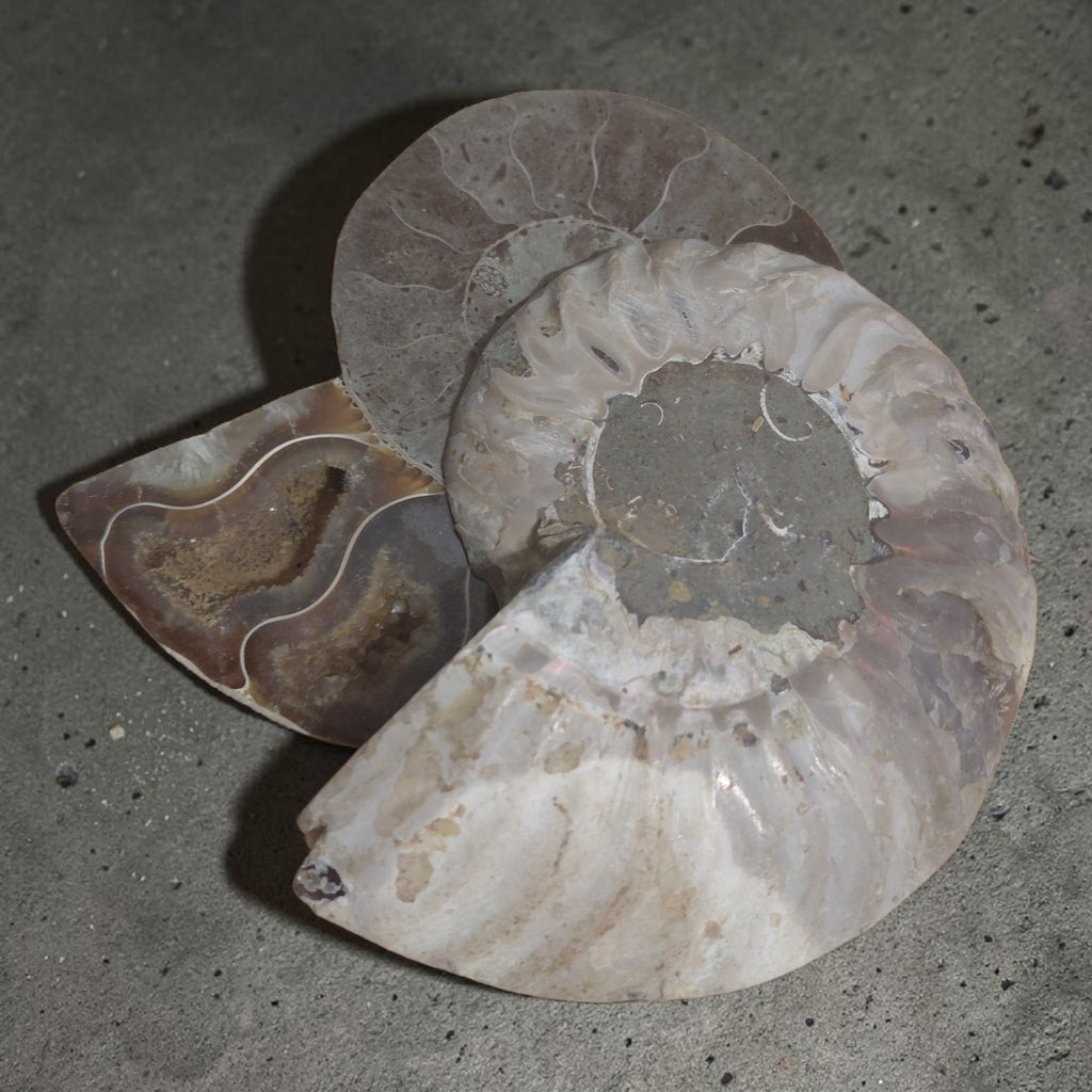 Versteinerte Ammonite - Querschnitt
