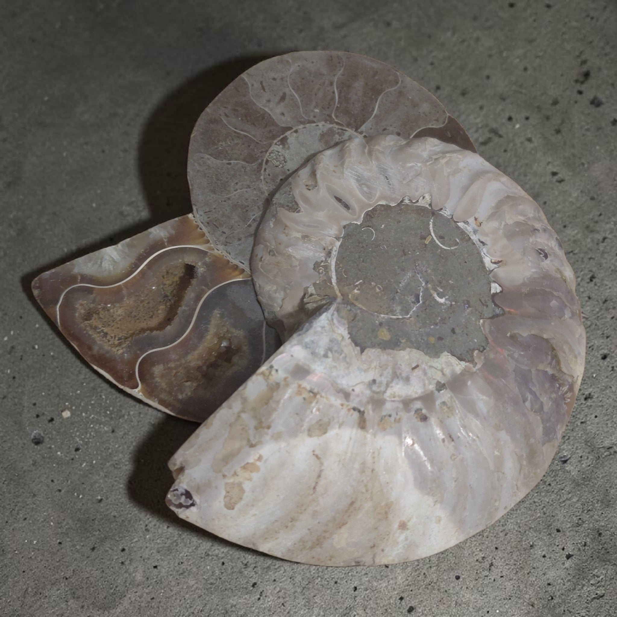 Versteinerte Ammonite - Querschnitt