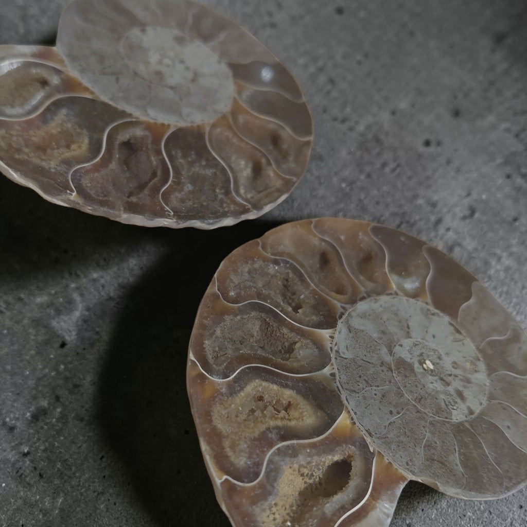 Versteinerte Ammonite - Querschnitt