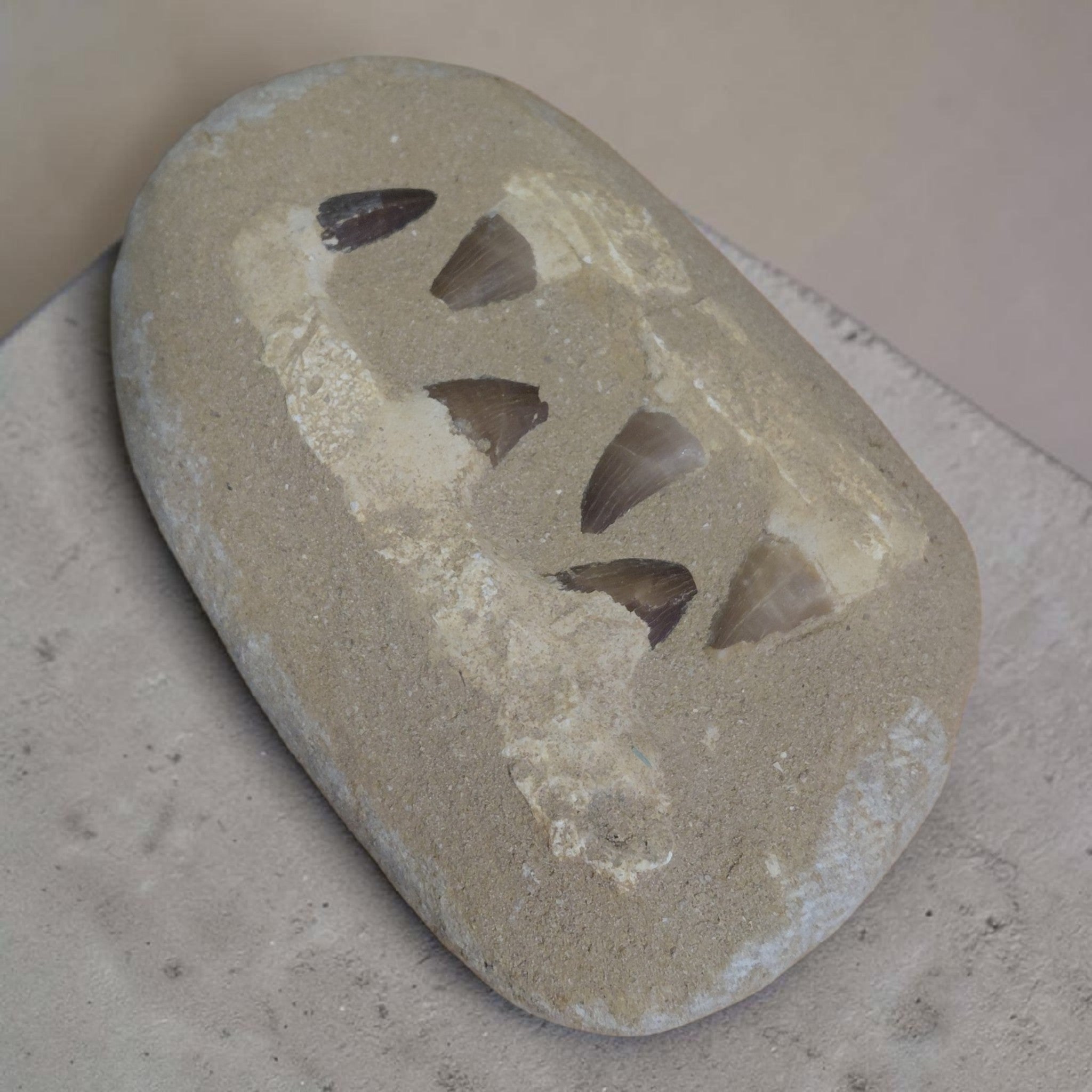 Mosasaurus Gebiss versteinert