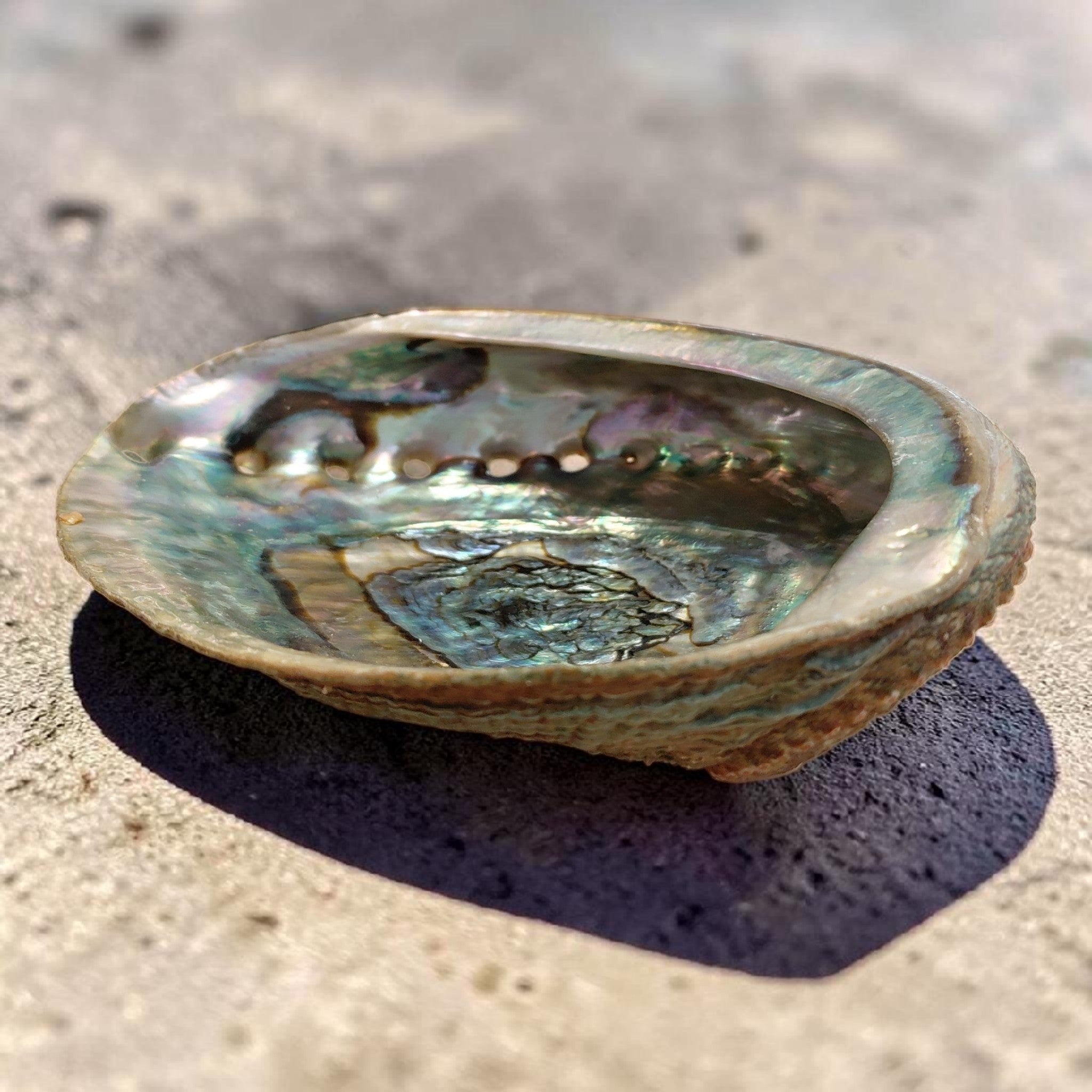 Abalone Muschel