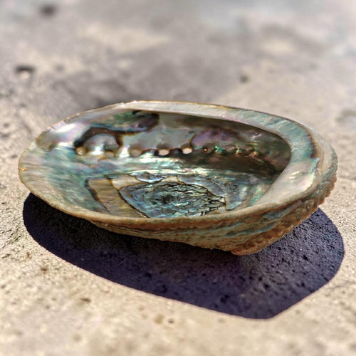 Abalone Muschel