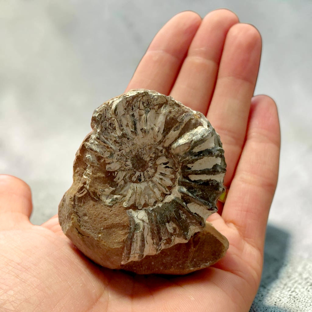 Ammonit auf Naturgestein aus Nürnberg
