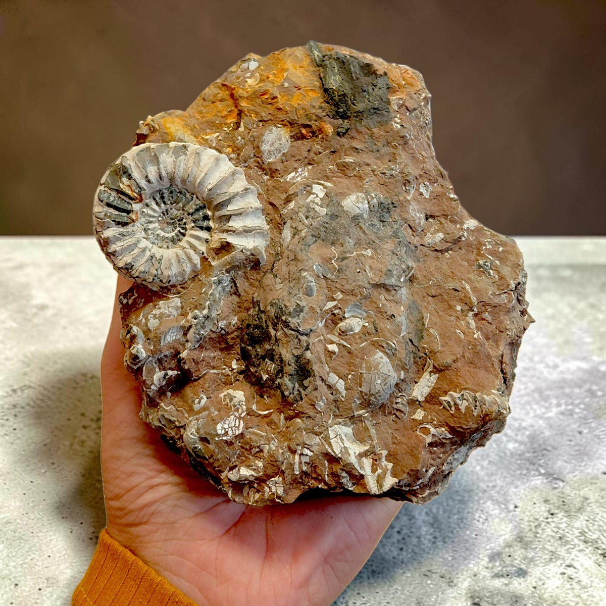 Wunderschöne Ammoniten auf Naturmatrix aus Nürnberg