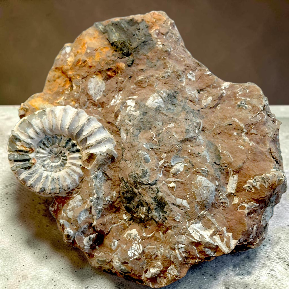 Wunderschöne Ammoniten auf Naturmatrix aus Nürnberg
