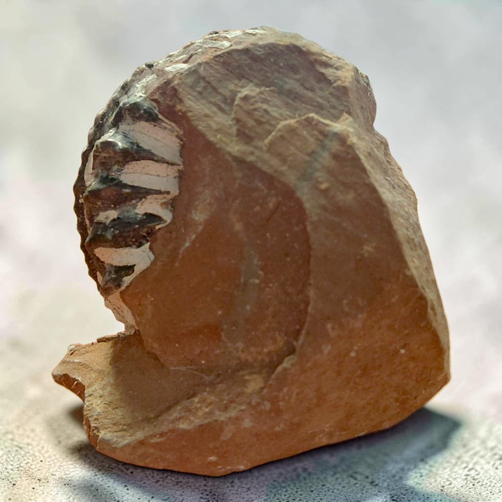 Ammonit auf Naturgestein aus Nürnberg