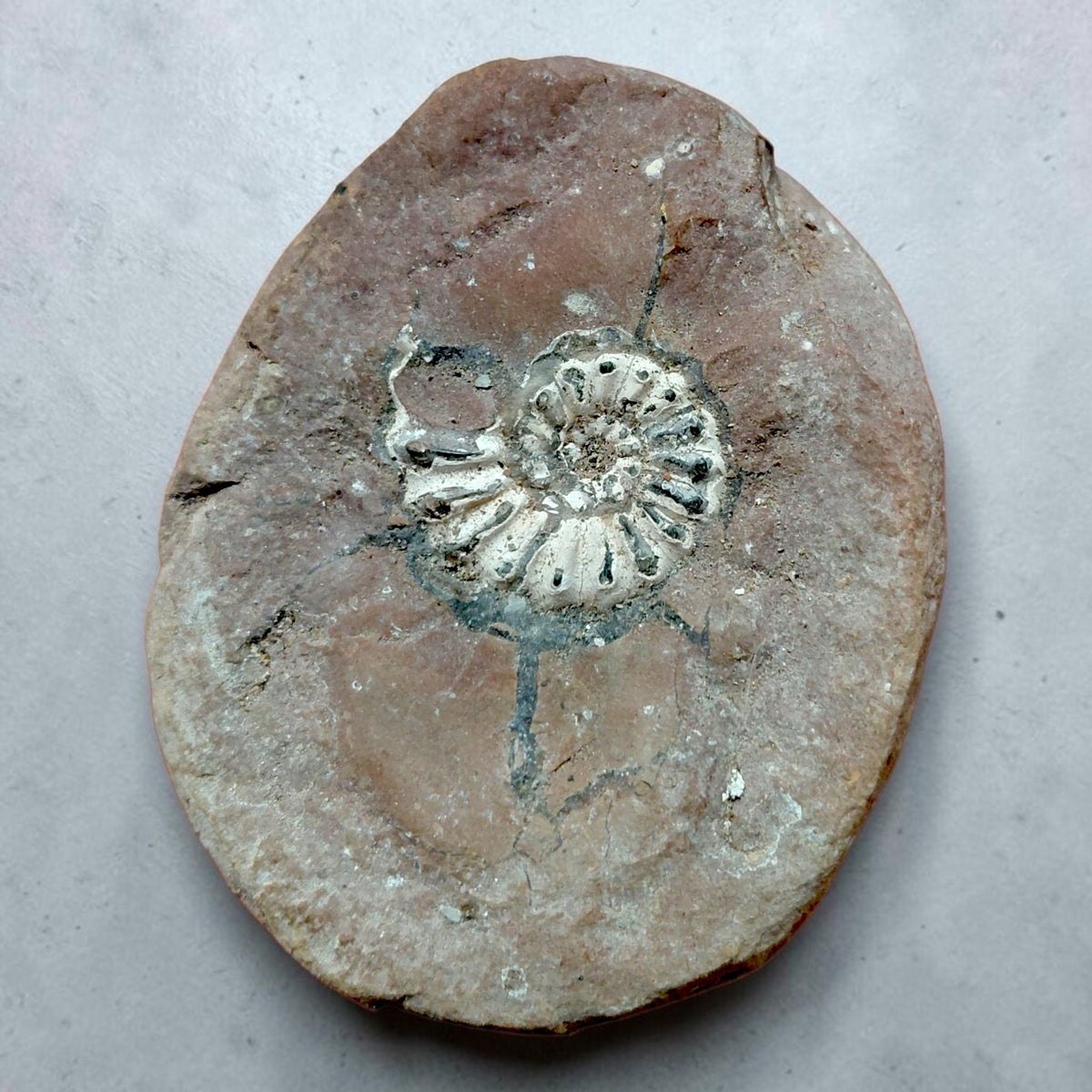 Ammonit auf Naturgestein aus Nürnberg