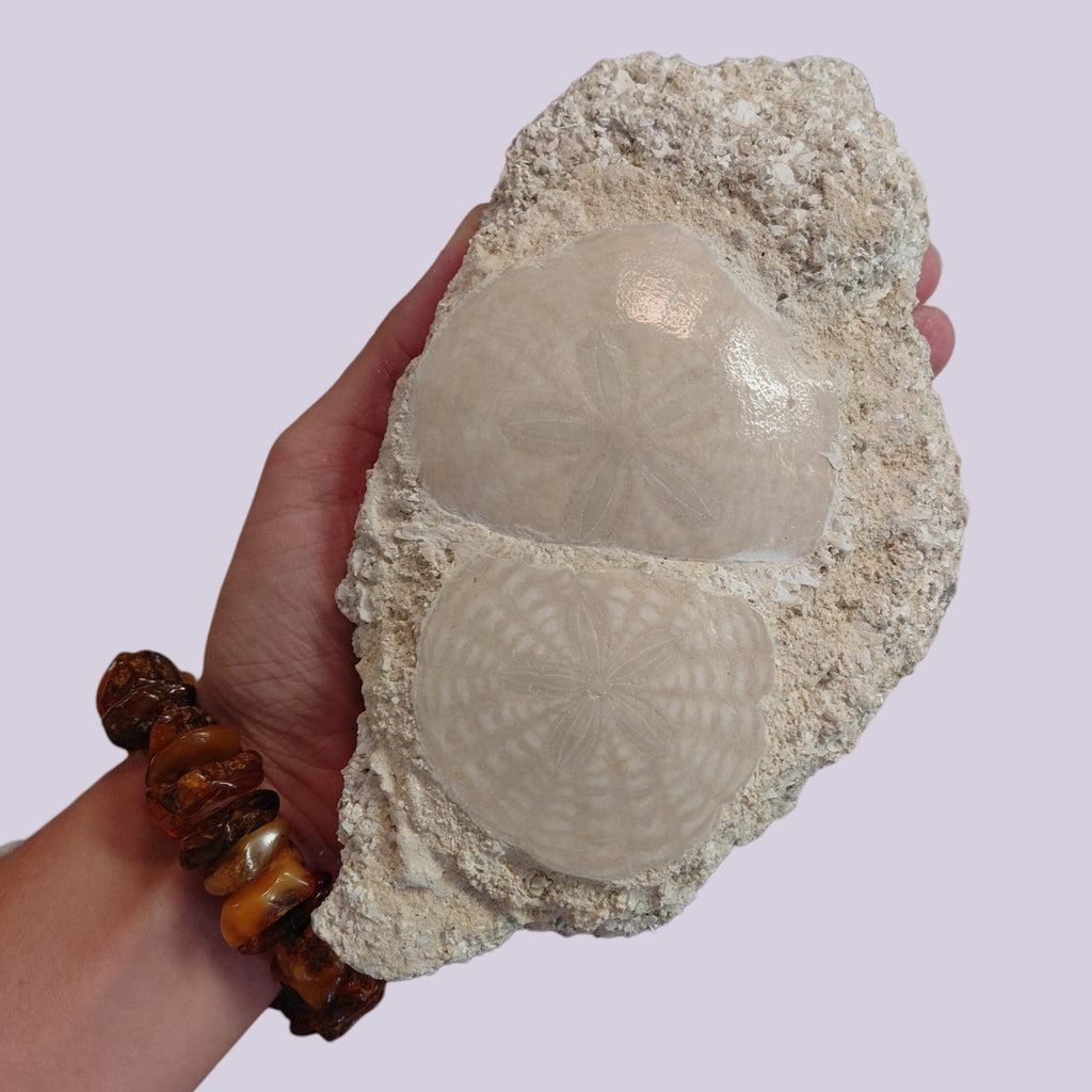 Rarität: Wunderschöne Fossilienplatte mit 2 Sanddollars