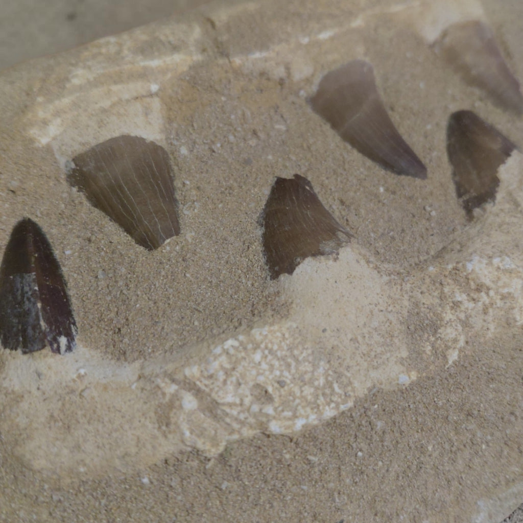 Mosasaurus Gebiss versteinert