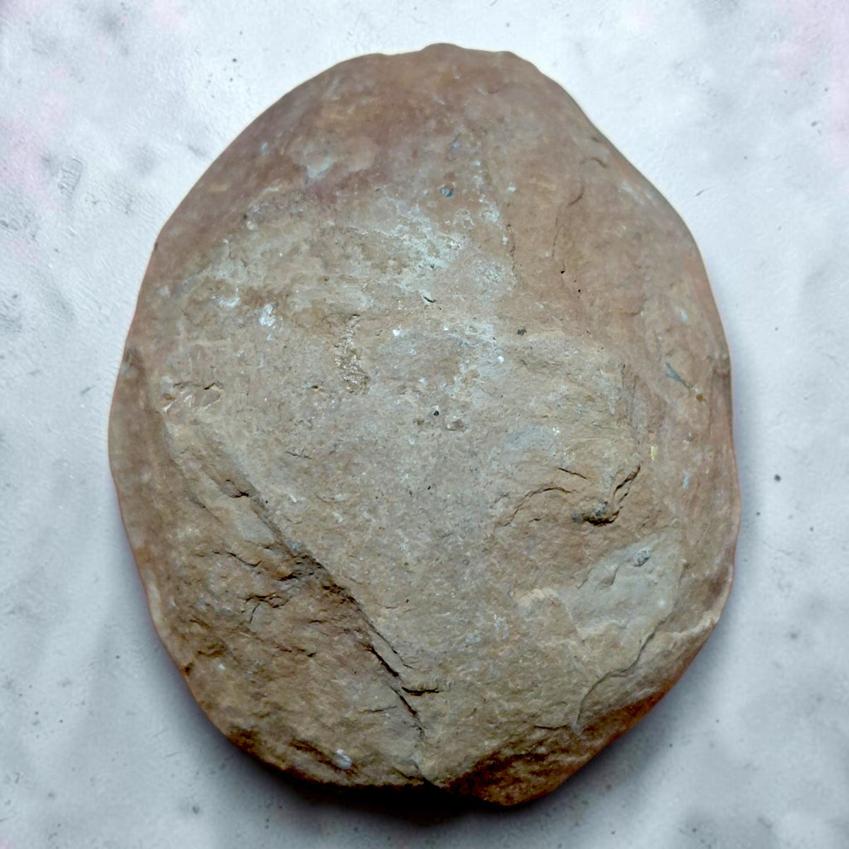 Ammonit auf Naturgestein aus Nürnberg