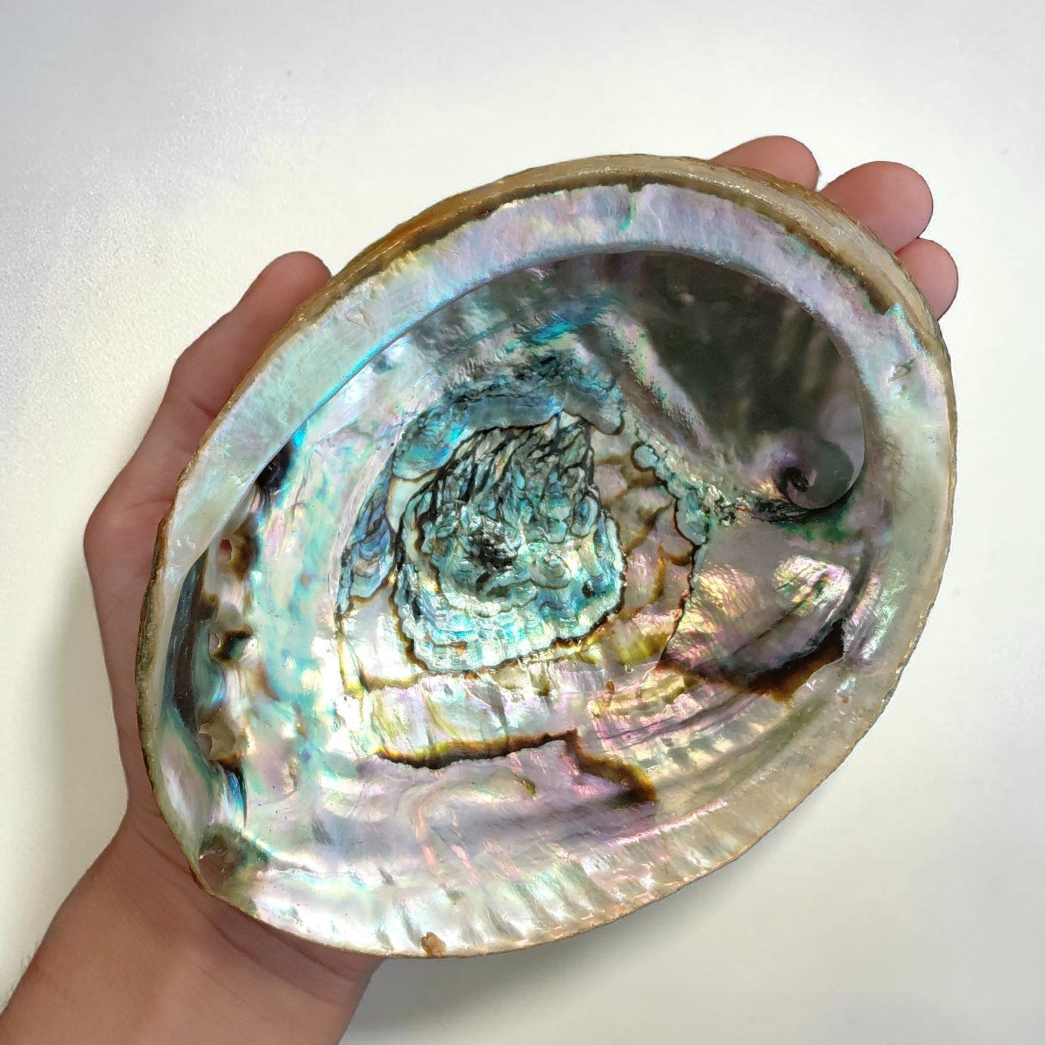 Abalone Muschel