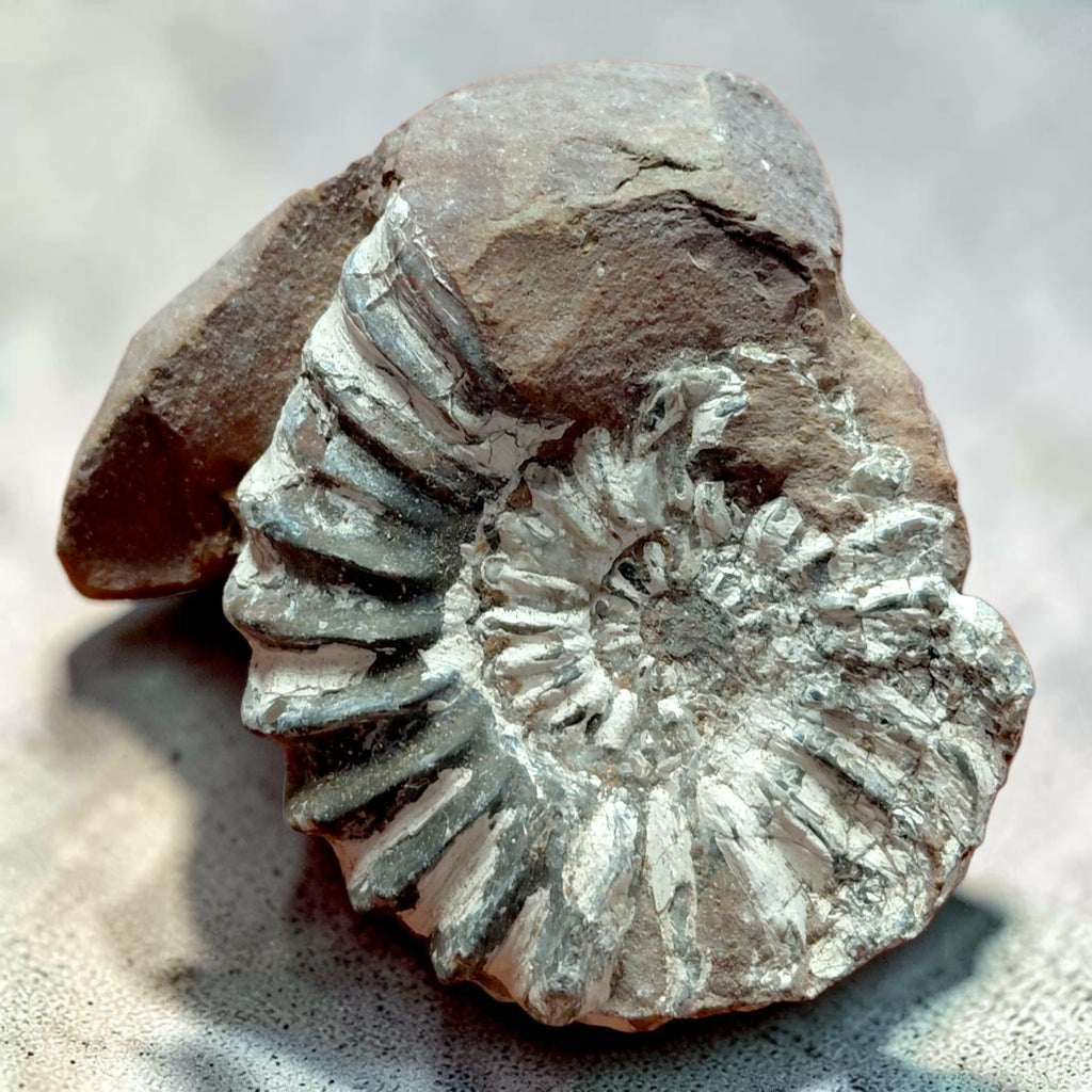 Ammonit auf Naturgestein aus Nürnberg