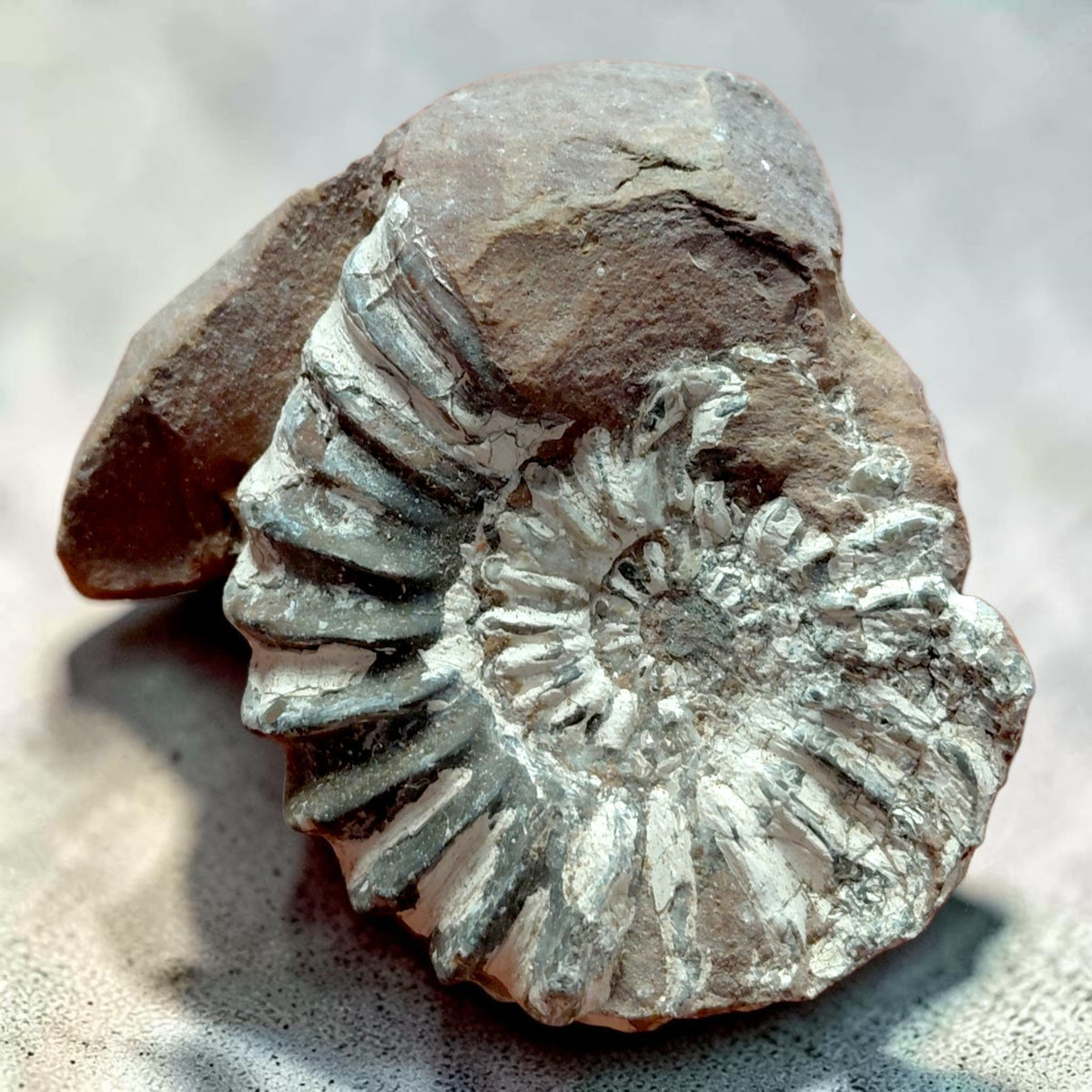 Ammonit auf Naturgestein aus Nürnberg