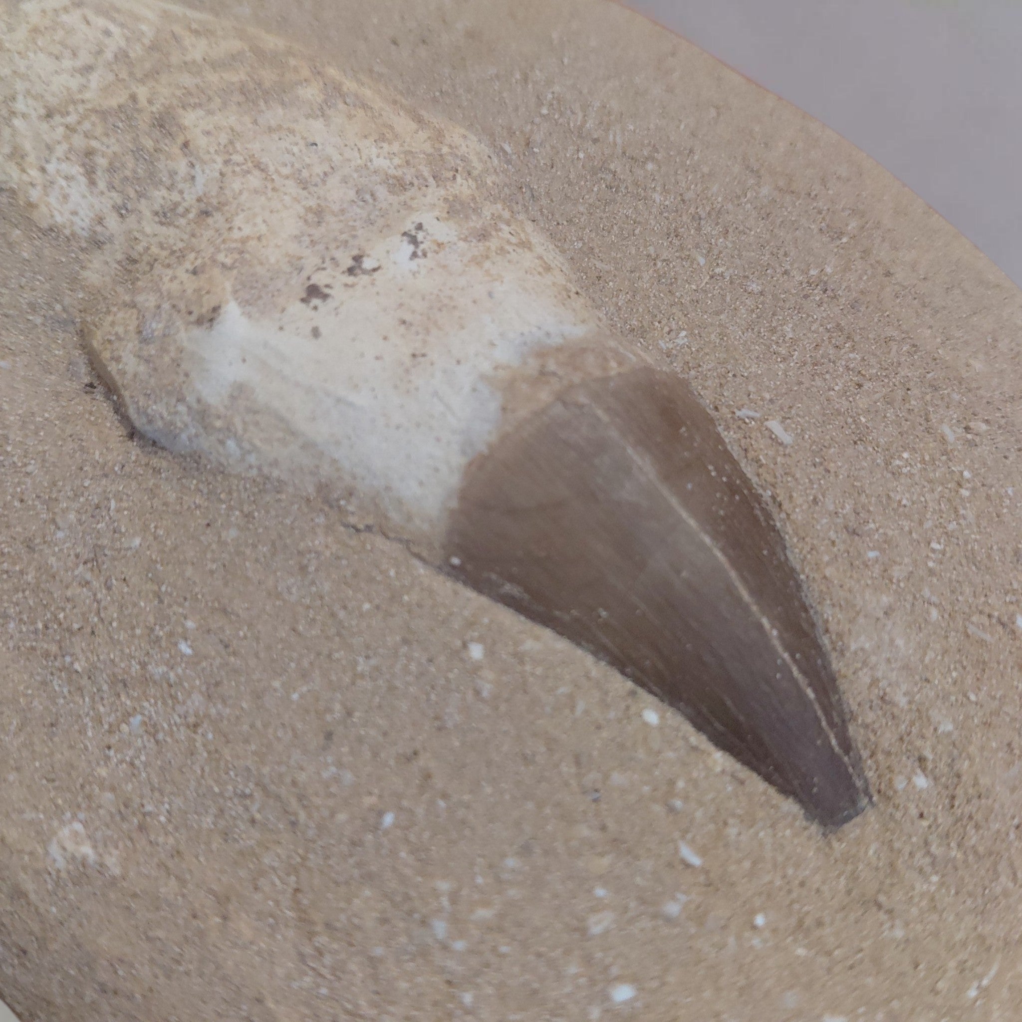 Mosasaurus Zahn versteinert