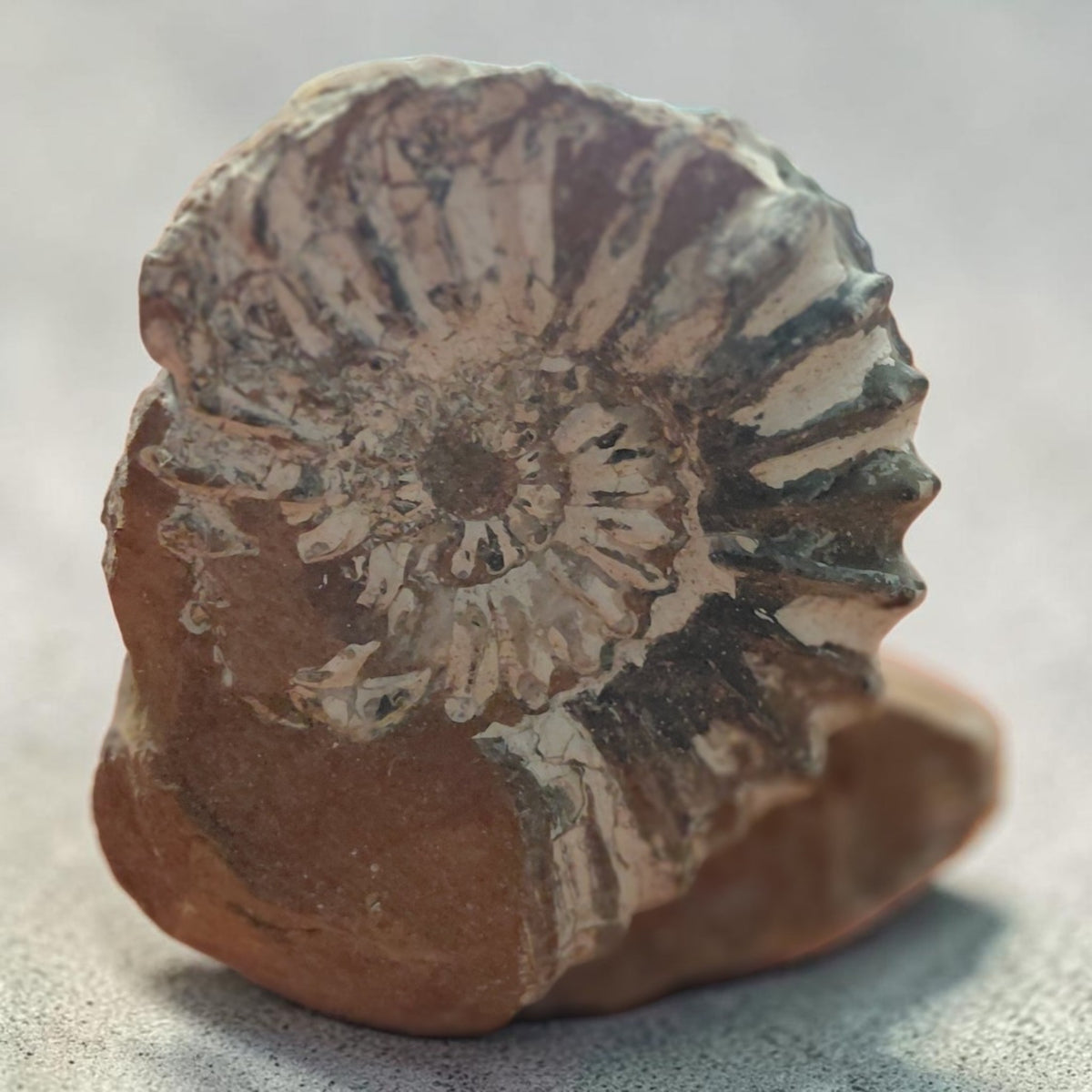 Ammonit auf Naturgestein aus Nürnberg