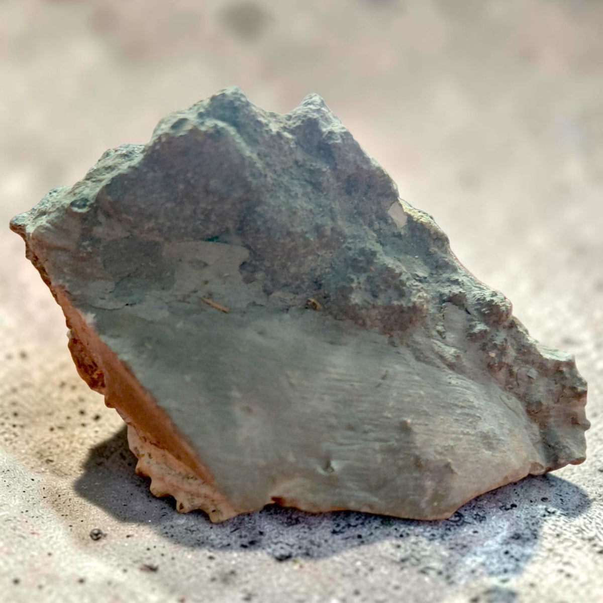 Ammonit auf Naturgestein aus Nürnberg