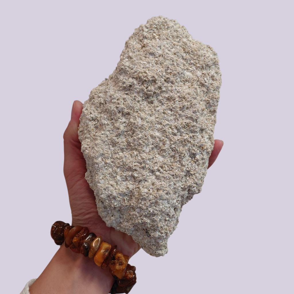 Rarität: Wunderschöne Fossilienplatte mit 2 Sanddollars