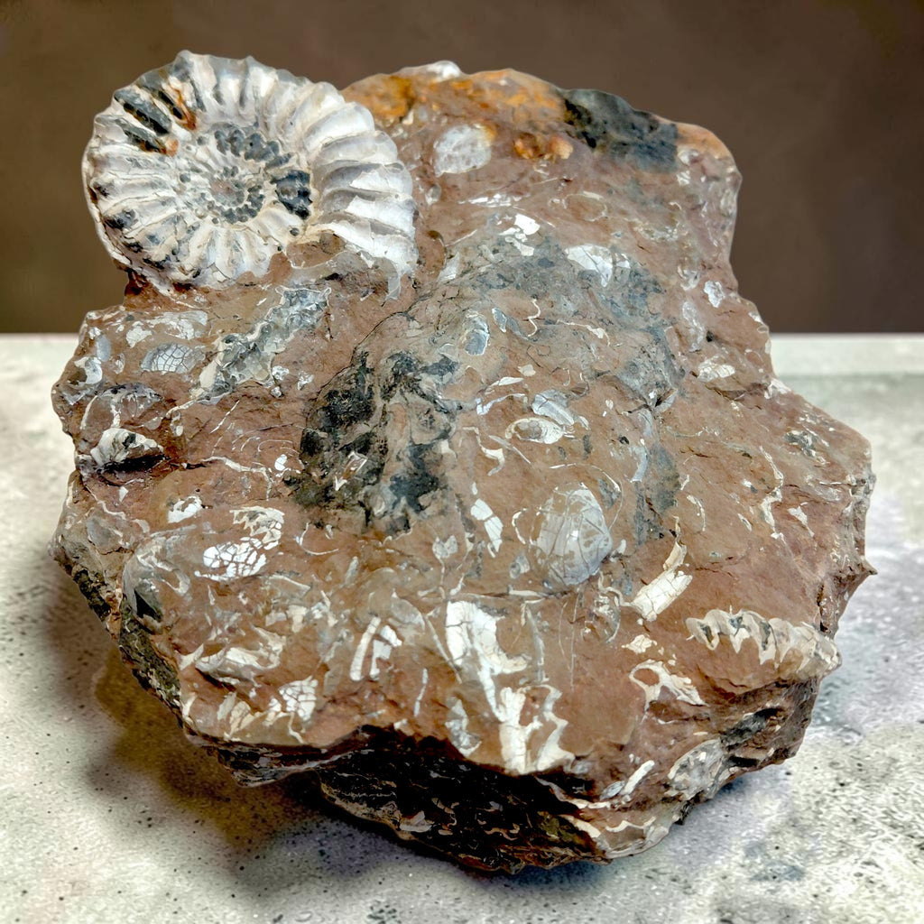 Wunderschöne Ammoniten auf Naturmatrix aus Nürnberg