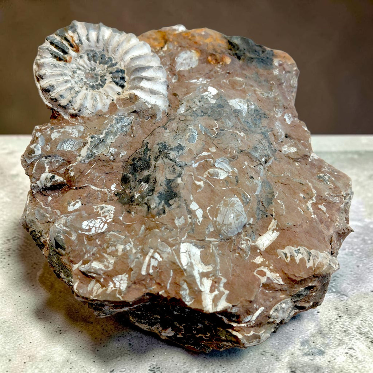 Wunderschöne Ammoniten auf Naturmatrix aus Nürnberg