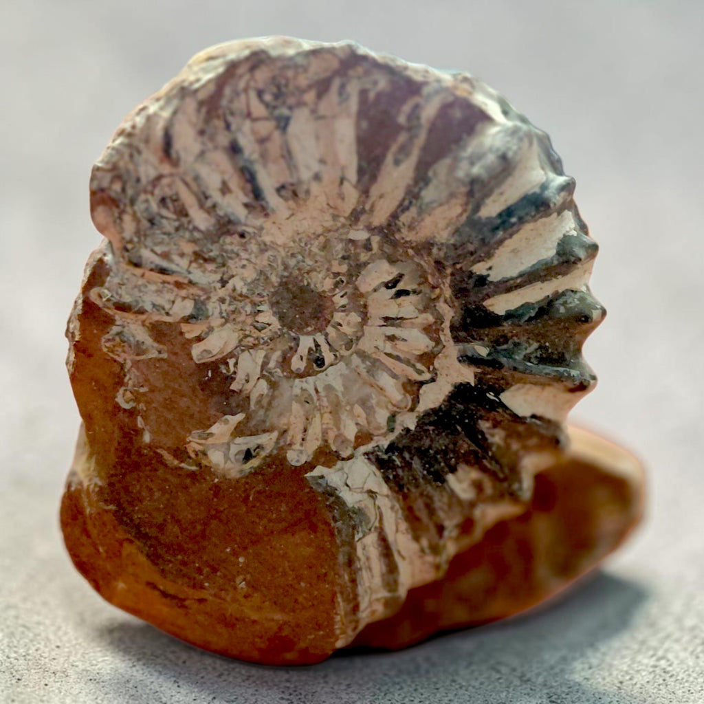 Ammonit auf Naturgestein aus Nürnberg