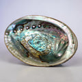 Abalone Muschel