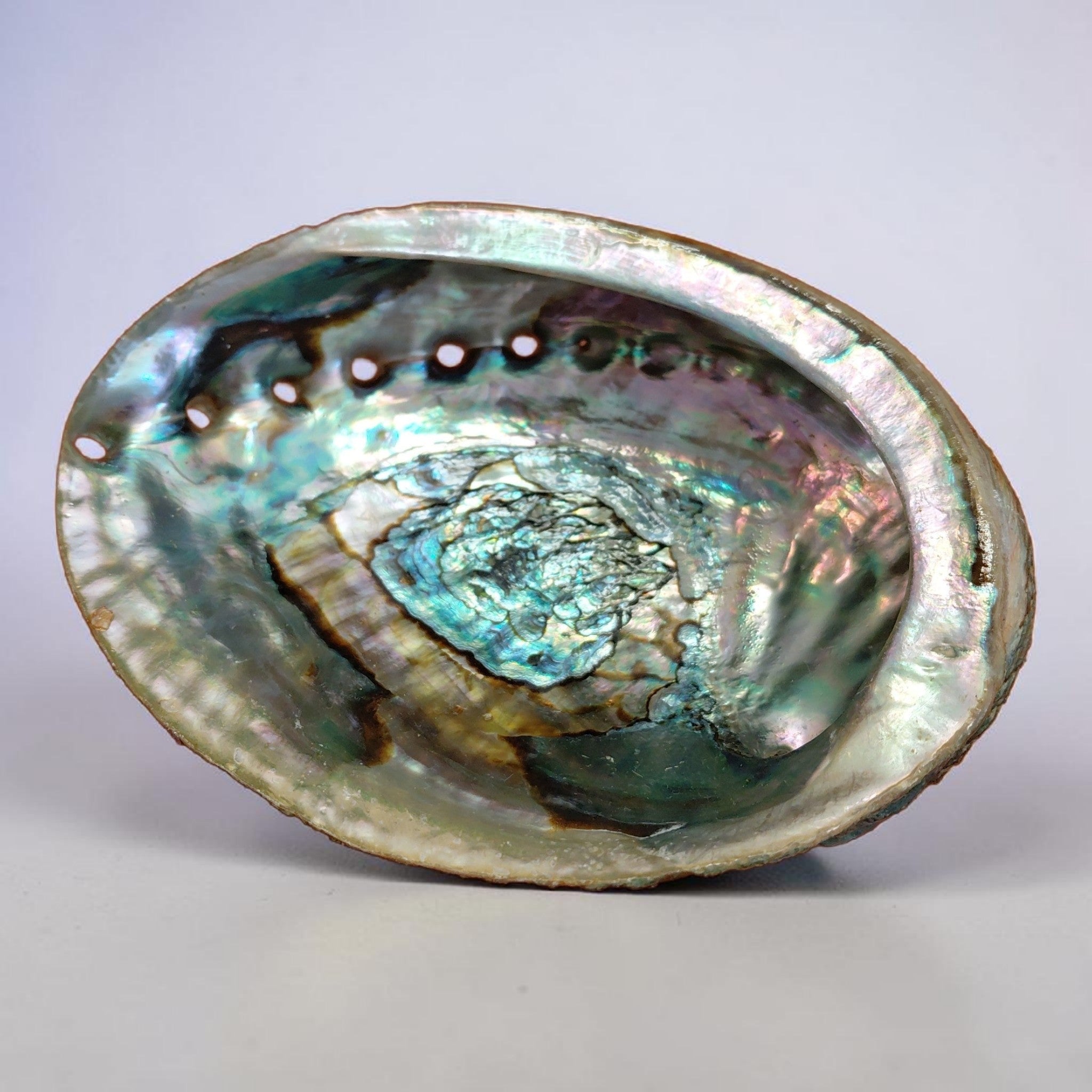Abalone Muschel