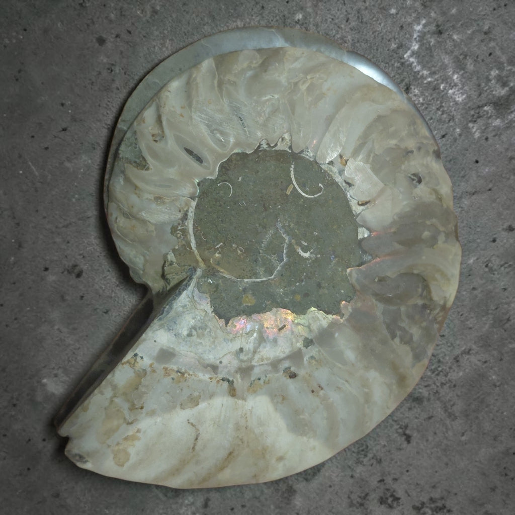 Versteinerte Ammonite - Querschnitt