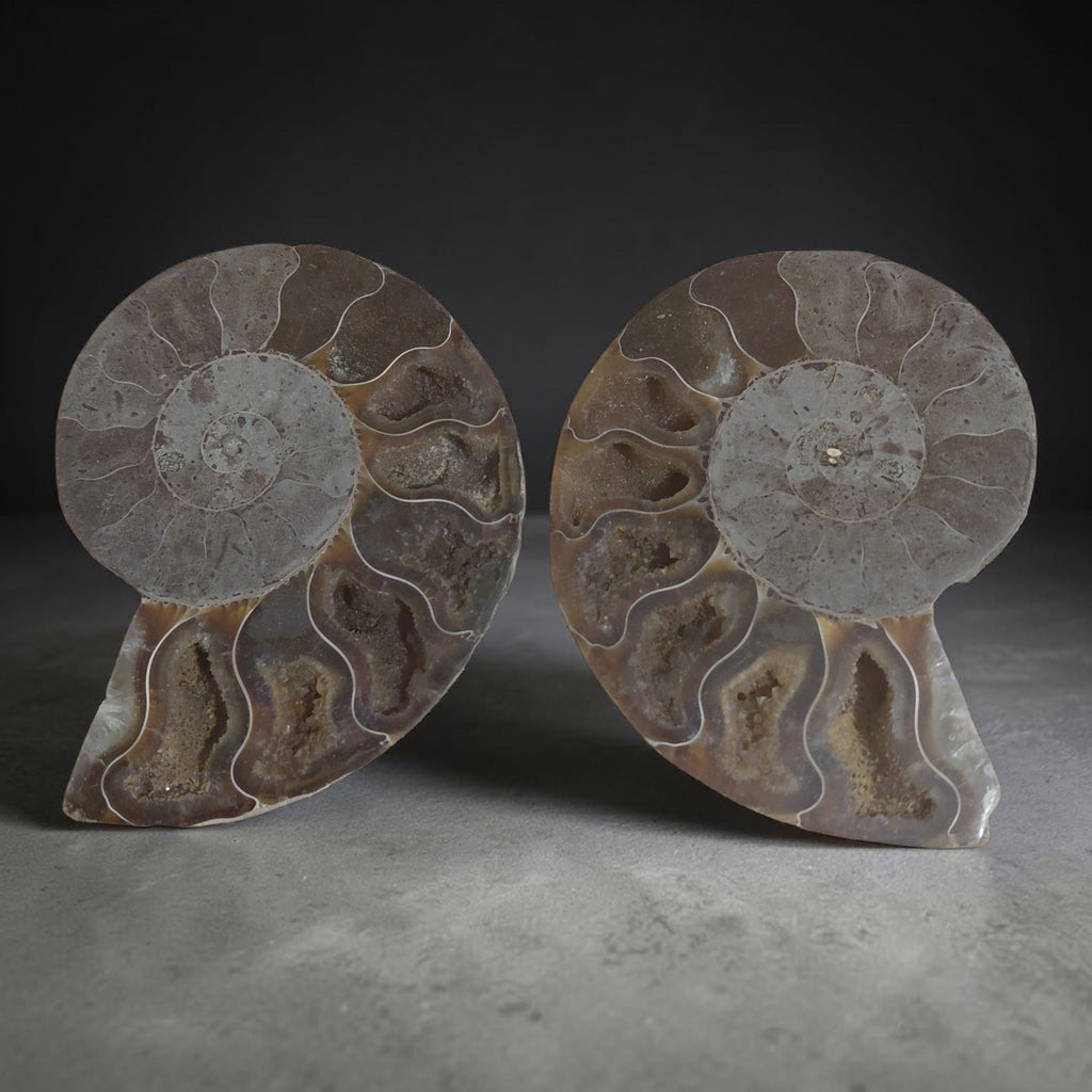 Versteinerte Ammonite - Querschnitt