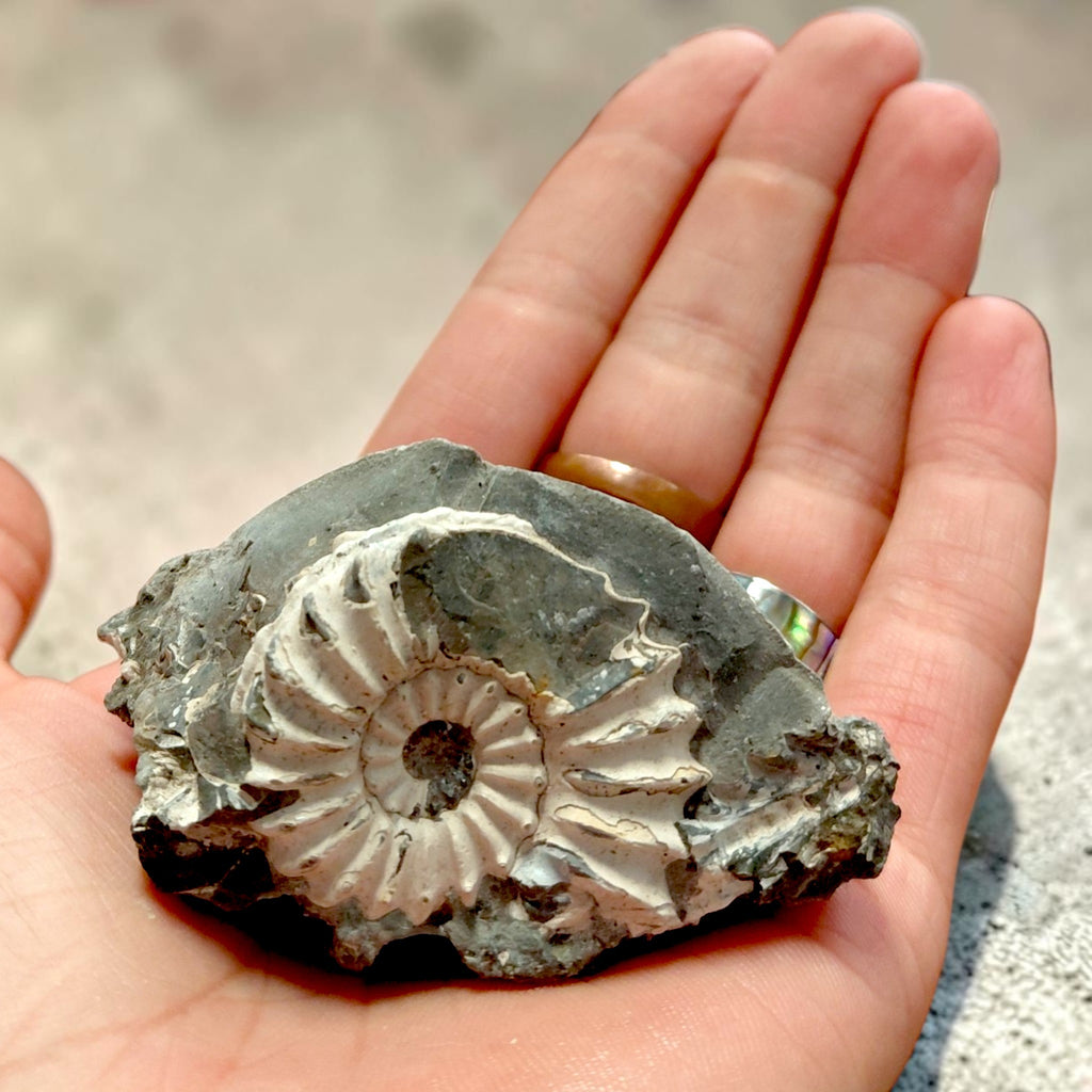 Ammonit auf Naturgestein aus Nürnberg