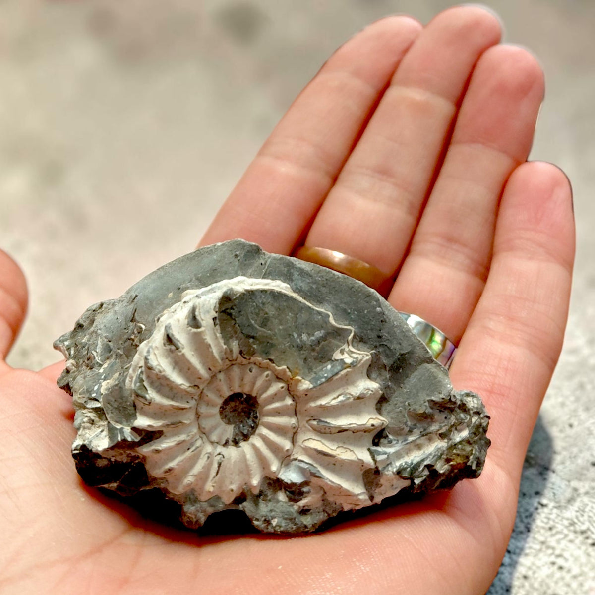 Ammonit auf Naturgestein aus Nürnberg